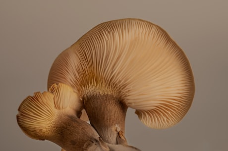 如何种植蘑菇？技巧分享