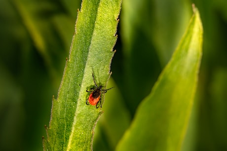 你了解最常见的寄生虫吗？