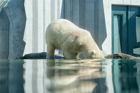 白熊——北极的王者