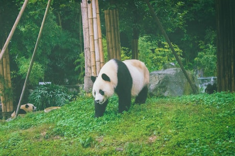 【恐怖的大熊猫】夜晚的竹林里传出一阵阵咆哮声