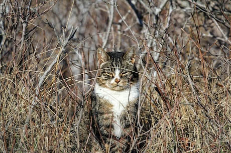 猞猁:这只神秘大猫竟是世界上最精通狩猎的动物?