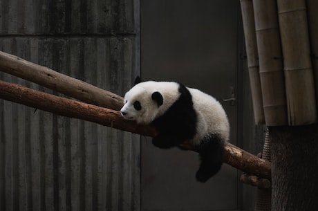 美国旅游大熊猫瘦骨嶙峋 官方回应熊猫安全问题