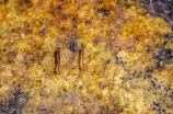 公虾米，神奇的蝌蚪养殖利器