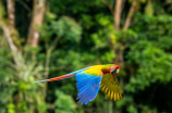 金刚鹦鹉：稀有的伴侣鸟