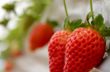 草莓怎样保存才能保鲜时间更长？
