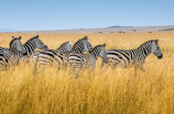 探索菲尔克鲁格：南非的自然宝藏