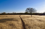 拉布雷亚：非洲的大草原之谜