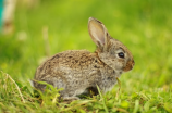 复活节兔子(复活节兔子——可爱的节庆象征)