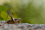 蟋蟀的叫声探秘，其妙音背后的科学原理