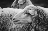 喜羊羊和美羊羊关系揭秘，原来不是传闻中的那样！
