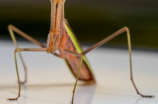 螳螂捕蝉的意思-揭示个背后的规律