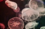 北极霞水母之美：神秘而迷人的海洋生物