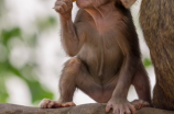 黑猩猩也能洗盘子？亚庇动物园黑猩猩主动学会洗碗惊艳游客