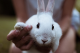 兔宝宝(萌萌哒兔宝宝，带给你无尽的甜蜜和惊喜！)