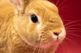 超级兔：你没见过的最萌兔子
